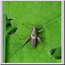 Pholidoptera griseoaptera - Strauchschrecke m01.jpg